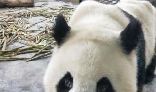 大熊猫与小熊猫有什么区别