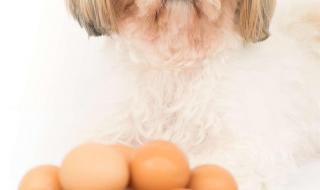 为什么狗狗不能吃鸡蛋